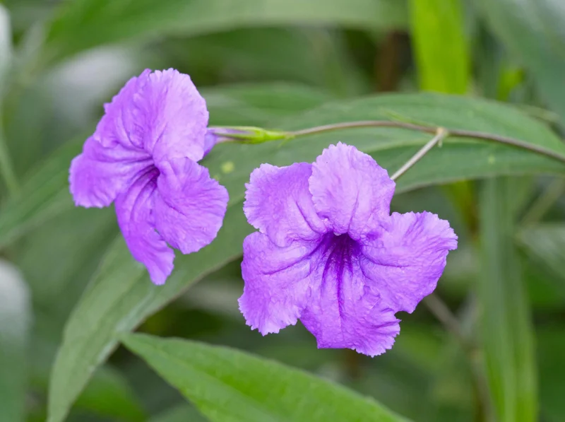 Purple Mexican Petunia Live Plant - Ruellia Brittoniana Starter Plants, Pack of 3 - Image 1