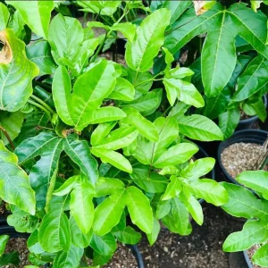 Purple Passion Fruit Live Plant – 4 inch Pot – Outdoor Vine - Image 1