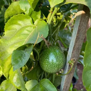 Purple Passion Fruit Live Plant – 4 inch Pot – Outdoor Vine - Image 2