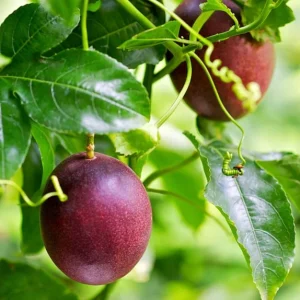 Purple Passion Fruit Live Plant – 4 inch Pot – Outdoor Vine - Image 3