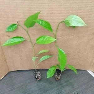 Purple Passion Fruit Plant Starter - Passiflora 'Purple Possum' Live Vine 4-6 inches - Image 2