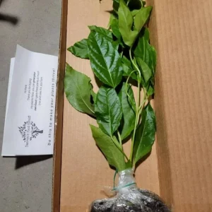 Purple Passion Fruit Plant Starter - Passiflora 'Purple Possum' Live Vine 4-6 inches - Image 3