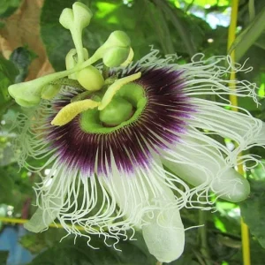 Purple Passion Fruit Plant Starter - Passiflora 'Purple Possum' Live Vine 4-6 inches - Image 5