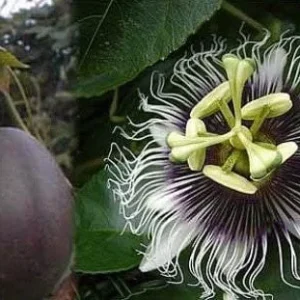 Purple Passion Fruit Plant Starter - Passiflora 'Purple Possum' Live Vine 4-6 inches - Image 6