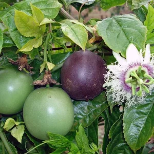 Purple Passion Fruit Plant Starter - Passiflora 'Purple Possum' Live Vine 4-6 inches - Image 7
