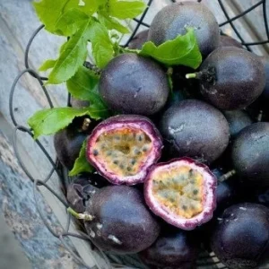 Purple Passion Fruit Plant Starter - Passiflora 'Purple Possum' Live Vine 4-6 inches - Image 1