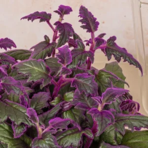 Purple Passion Gynura Live Plant - 2-5" Tall - Gynura aurantiaca - Velvet Foliage Houseplant - Image 1