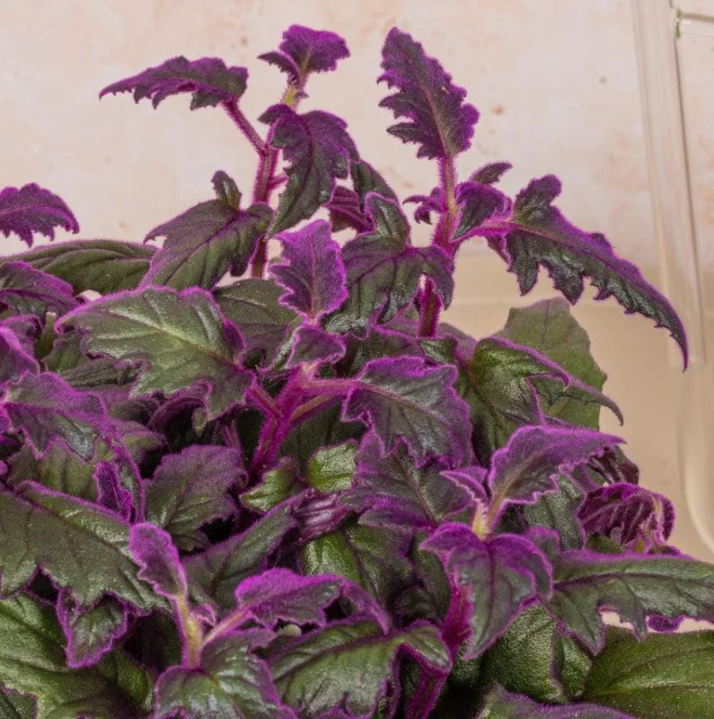 Purple Passion Gynura Live Plant - 2-5" Tall - Gynura aurantiaca - Velvet Foliage Houseplant - Image 1