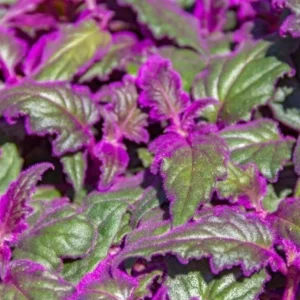 Purple Passion Gynura Live Plant - 2-5" Tall - Gynura aurantiaca - Velvet Foliage Houseplant - Image 2