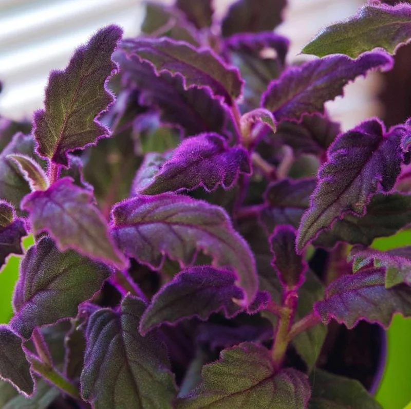 Purple Passion Gynura Live Plant - 2-5" Tall - Gynura aurantiaca - Velvet Foliage Houseplant - Image 3