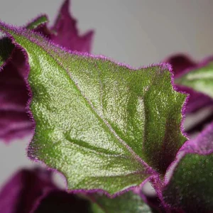 Purple Passion Gynura Live Plant - 2-5
