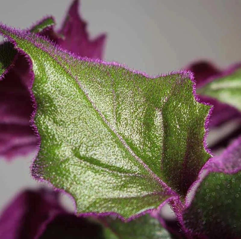 Purple Passion Gynura Live Plant - 2-5" Tall - Gynura aurantiaca - Velvet Foliage Houseplant - Image 4