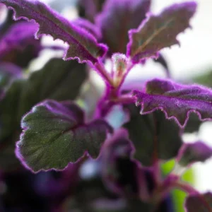 Purple Passion Gynura Live Plant - 2-5