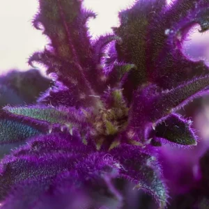 Purple Passion Gynura Live Plant - 2-5