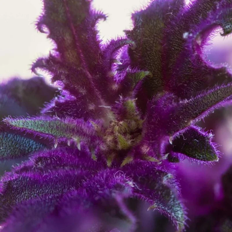 Purple Passion Gynura Live Plant - 2-5" Tall - Gynura aurantiaca - Velvet Foliage Houseplant - Image 6