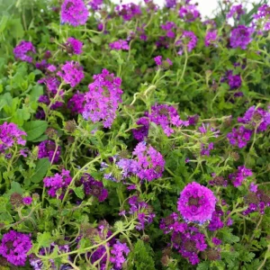 Purple Perennial Verbena Live Plant – Homestead Canadensis – 4 Inch Tall - Image 2