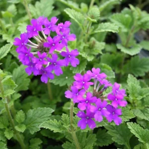 Purple Perennial Verbena Live Plant – Homestead Canadensis – 4 Inch Tall - Image 3