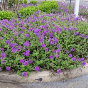 Purple Perennial Verbena Live Plant – Homestead Canadensis – 4 Inch Tall - Image 4