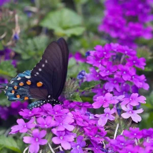 Purple Perennial Verbena Live Plant – Homestead Canadensis – 4 Inch Tall - Image 5