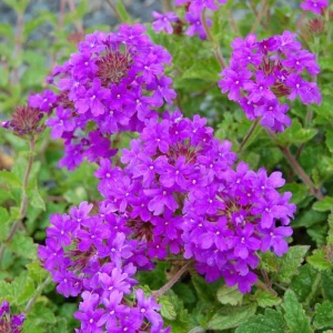 Purple Perennial Verbena Live Plant – Homestead Canadensis – 4 Inch Tall - Image 6