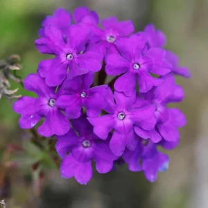 Purple Perennial Verbena Live Plant – Homestead Canadensis – 4 Inch Tall - Image 1