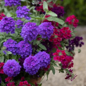 Purple Perennial Verbena Live Plant – Homestead Canadensis – 4 Inch Tall - Image 7