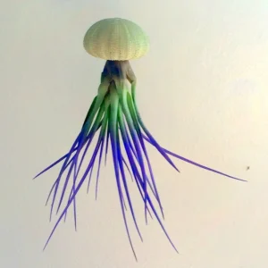 Purple Sea Urchin Air Plant Kit - Live Tillandsia Hanging Planter, 6-7in Tall - Image 1