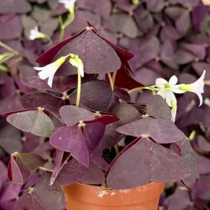 Purple Shamrock Live Plant – Oxalis Triangularis Houseplant – 2 inch or 4 inch Pot – Indoor - Image 2
