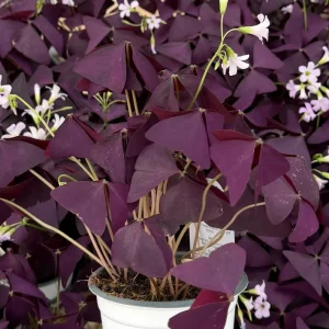 Purple Shamrock Live Plant – Oxalis Triangularis Houseplant – 2 inch or 4 inch Pot – Indoor - Image 3