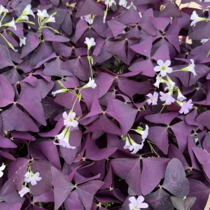 Purple Shamrock Live Plant – Oxalis Triangularis Houseplant – 2 inch or 4 inch Pot – Indoor - Image 4