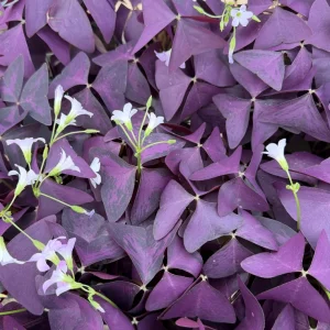 Purple Shamrock Live Plant – Oxalis Triangularis Houseplant – 2 inch or 4 inch Pot – Indoor - Image 5
