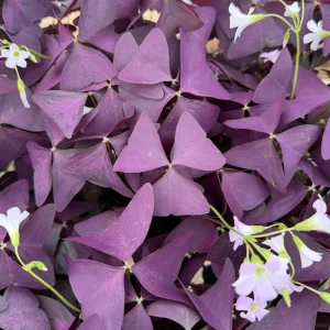 Purple Shamrock Live Plant – Oxalis Triangularis Houseplant – 2 inch or 4 inch Pot – Indoor - Image 1