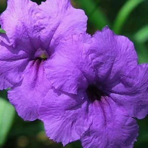 Purple Showers Ruellia Live Plant - 2 Pack, 5-9" Tall Mexican Petunia, Outdoor - Image 2