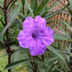 Purple Showers Ruellia Live Plant - 2 Pack, 5-9