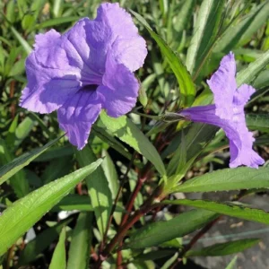 Purple Showers Ruellia Live Plant - 2 Pack, 5-9