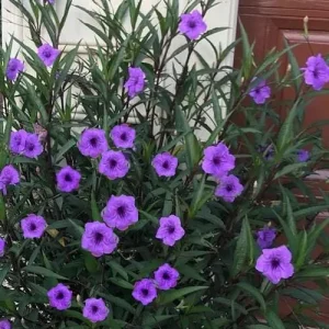 Purple Showers Ruellia Live Plant - 2 Pack, 5-9" Tall Mexican Petunia, Outdoor - Image 1