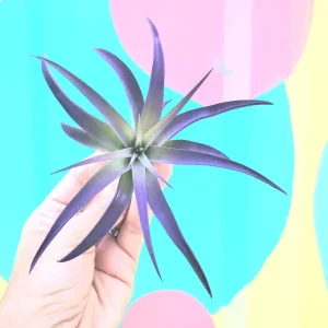 Purple Tillandsia Air Plant Live - Easy Care Indoor Houseplant - 4-7 inches - Image 1