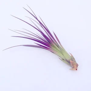 Purple Tricolor Air Plant Live - Tillandsia tricolor - 4-6 inch - Indoor - Image 1