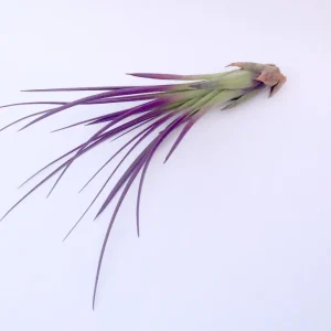 Purple Tricolor Air Plant Live - Tillandsia tricolor - 4-6 inch - Indoor - Image 2