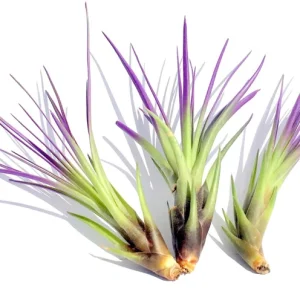 Purple Tricolor Air Plant Mix - Tillandsia Live Plants - 3 Pack, 4-6 inches, Indoor - Image 2