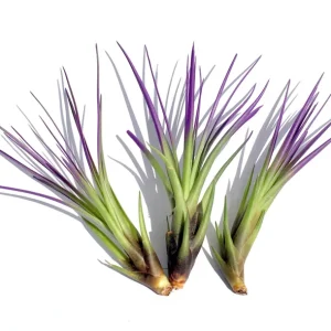 Purple Tricolor Air Plant Mix - Tillandsia Live Plants - 3 Pack, 4-6 inches, Indoor - Image 1