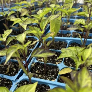 Purple UFO Hot Chili Pepper Live Plants - 3 Pack, Medium-Hot, Outdoor - Image 2