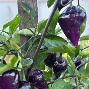 Purple UFO Hot Chili Pepper Live Plants - 3 Pack, Medium-Hot, Outdoor - Image 1