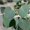 Quaking Aspen Live Plant – 4in Pot, 8in Tall Tree – Outdoor Deciduous - Image 1