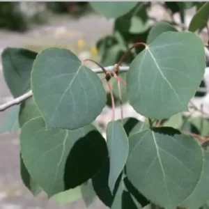 Quaking Aspen Live Plant – 4in Pot, 8in Tall Tree – Outdoor Deciduous - Image 1