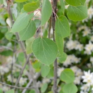 Quaking Aspen Live Plant – 4in Pot, 8in Tall Tree – Outdoor Deciduous - Image 2