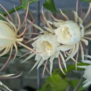 Queen of the Night Cactus Live Plant – Epiphyllum oxypetalum – Half Gallon Pot - Image 2