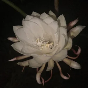 Queen of the Night Cactus Live Plant - Epiphyllum Oxypetalum - 4 inch Pot - Image 2