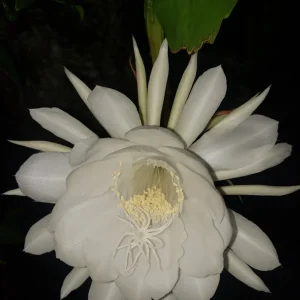 Queen of the Night Cactus Live Plant - Epiphyllum Oxypetalum - 4 inch Pot - Image 1