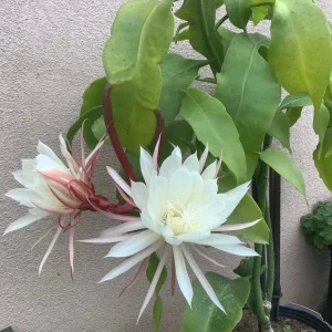 Queen of the Night Epiphyllum Oxypetalum Live Plant – 22-26 Inch Tall, 1 Gallon Pot - Image 2